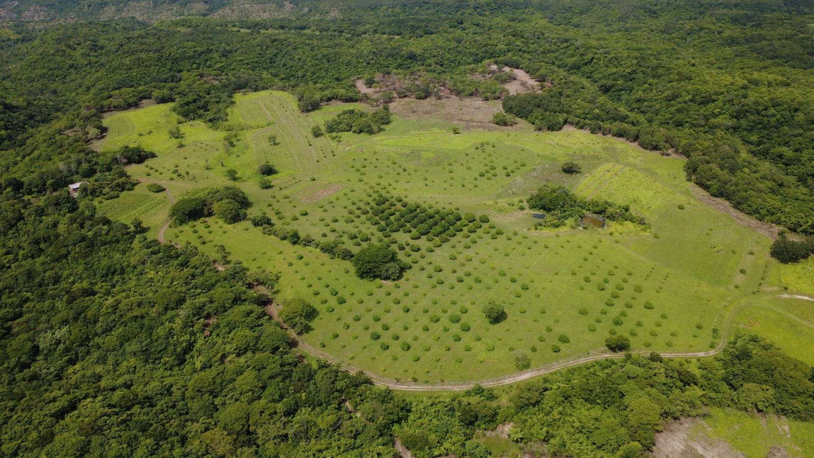 Wide aerial view of the estate basin, its rows of young trees enclosed by forested hills.