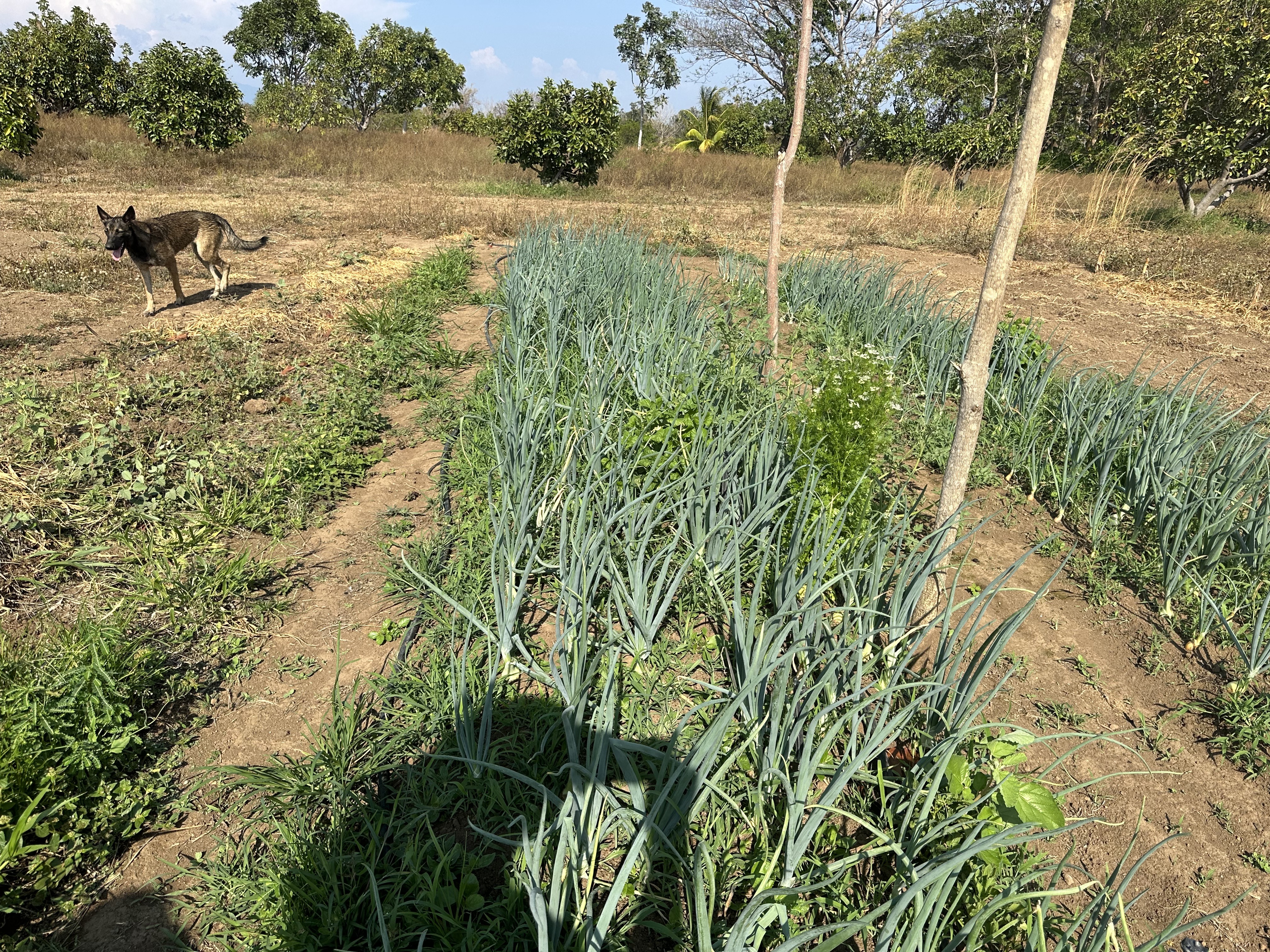 Agricultura diversificada