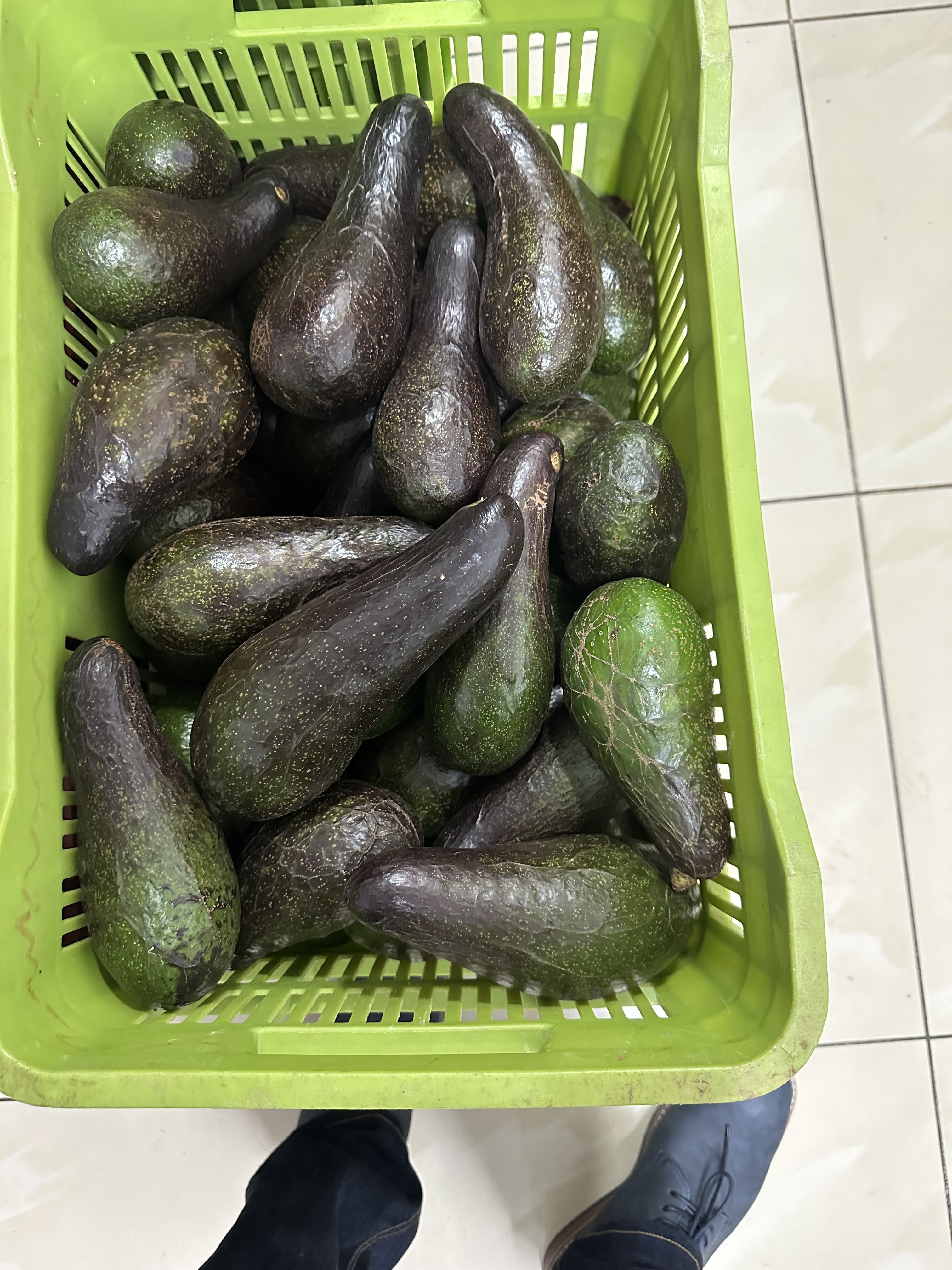 Cajas de aguacate