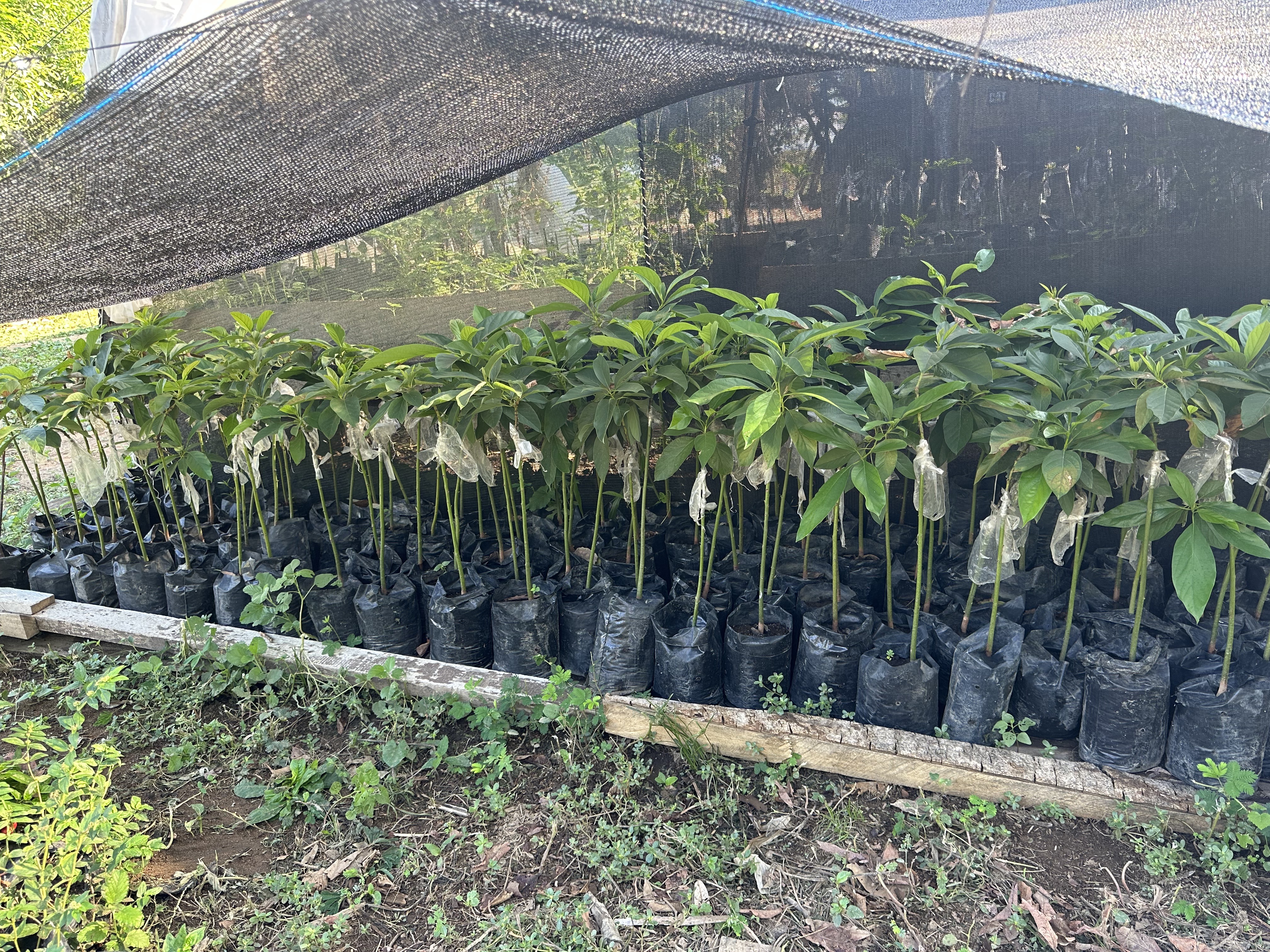 Vivero de aguacate